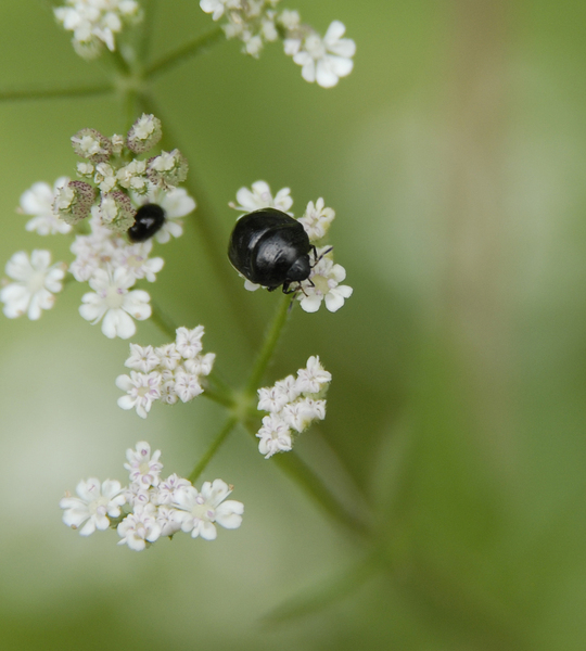 Eumetazoa