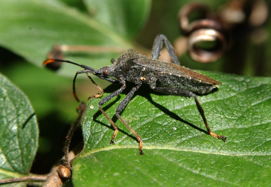 Acanthocephala terminalis