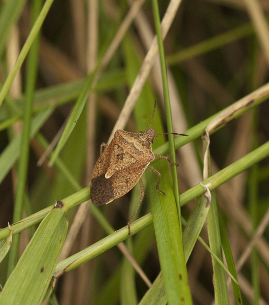 Pentatomidae