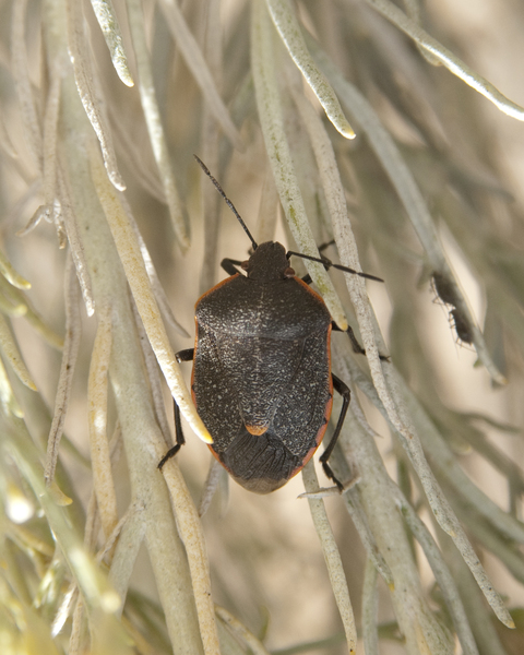 Pentatomoidea