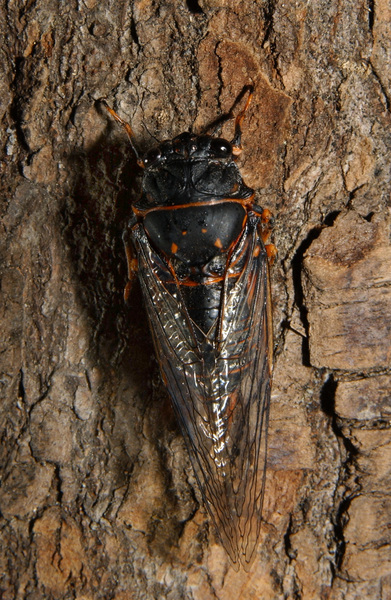 cicada1