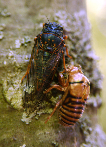 Cicadidae