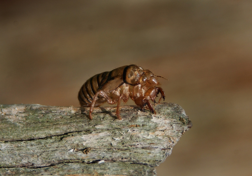 Cicadidae