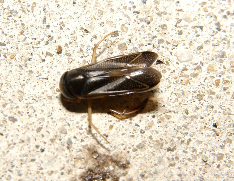 corixid