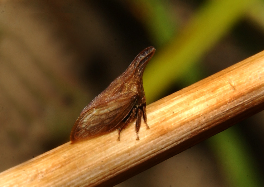 Hemiptera