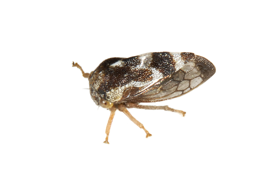 leafhopper0008