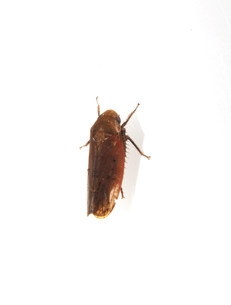 Hemiptera