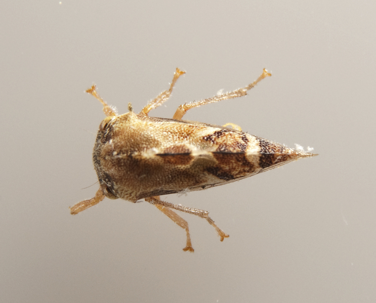 Membracoidea