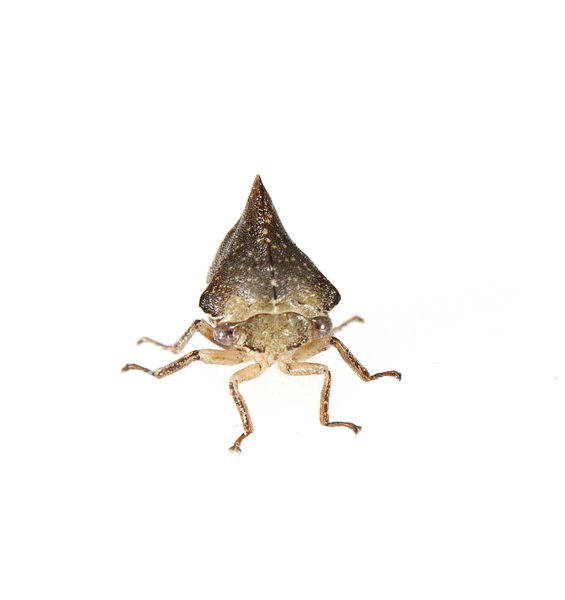 Membracoidea