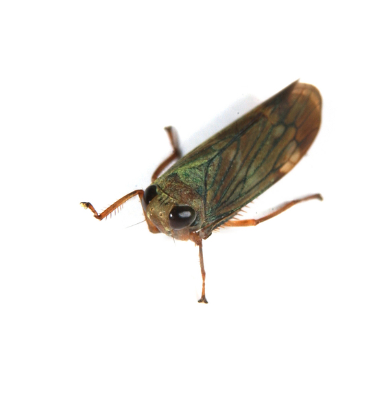 planthopper3154