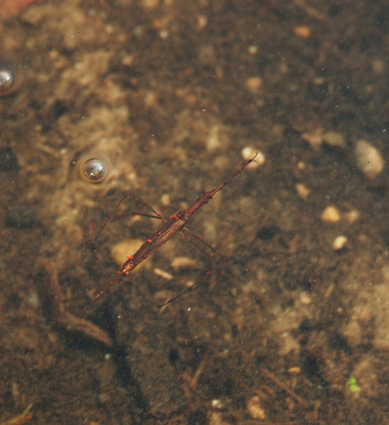 Ecdysozoa