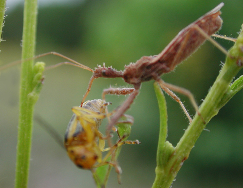 Hemiptera