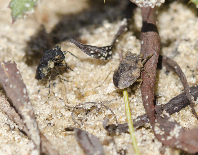 Gelastocoridae