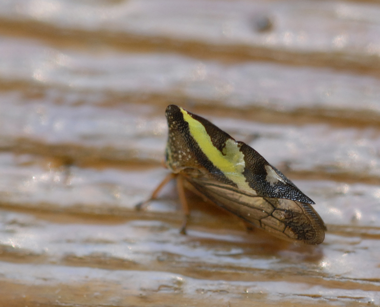 treehopper3408