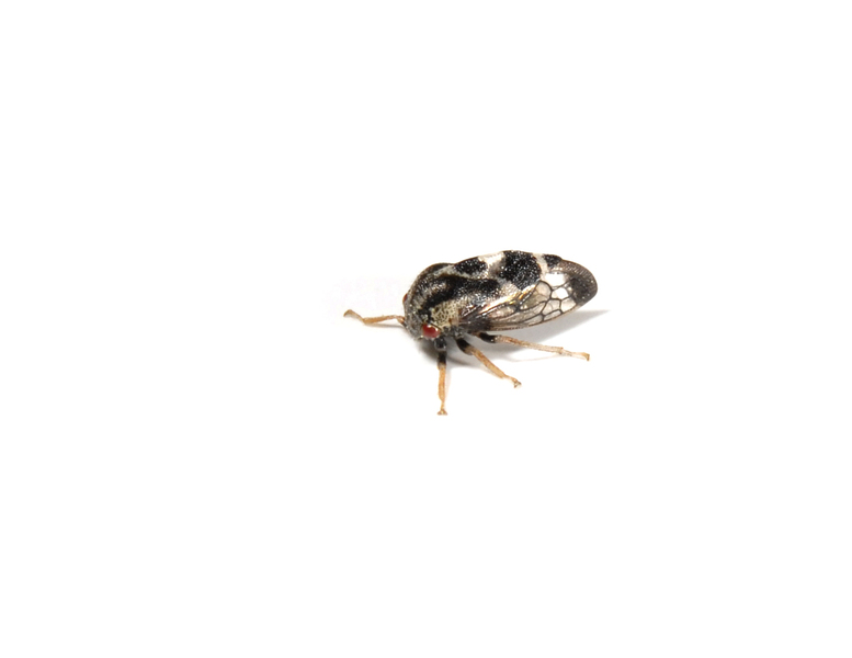 Hemiptera