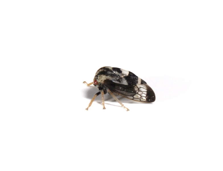 Hemiptera