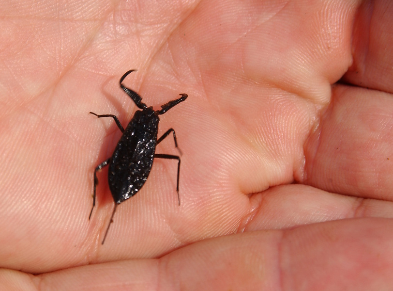 waterscorpion5777