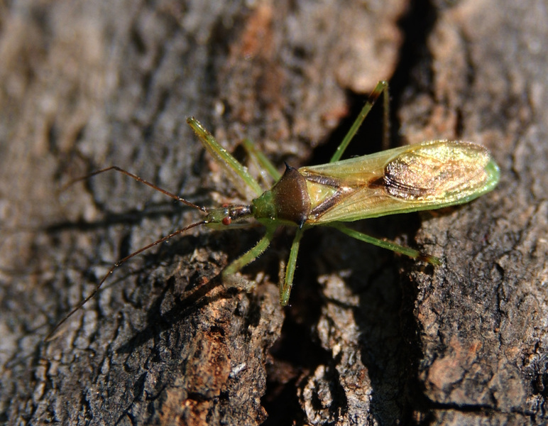 Hemiptera