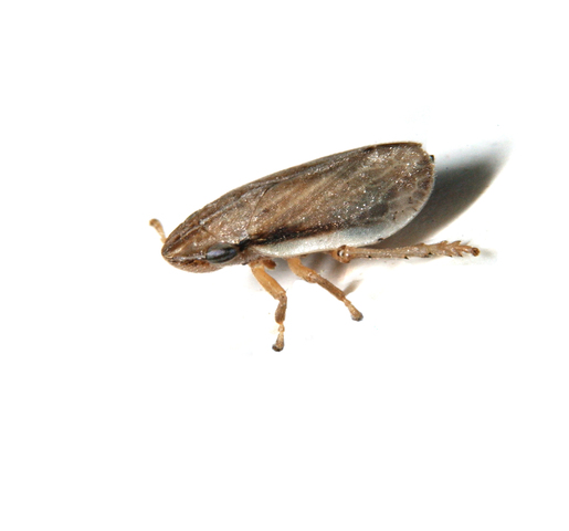 Photo of Cercopidae