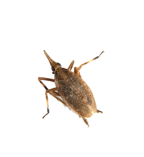 Fulgoroidea