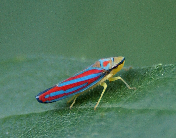 leafhopper2