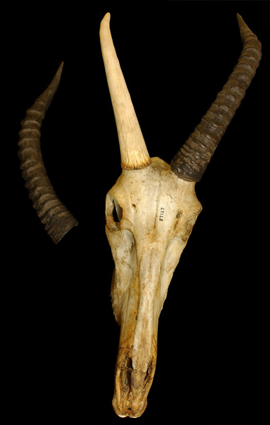 Craniata