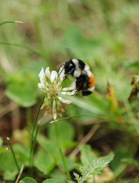 Bombus