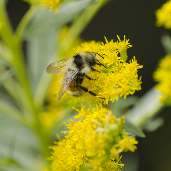 Bombus