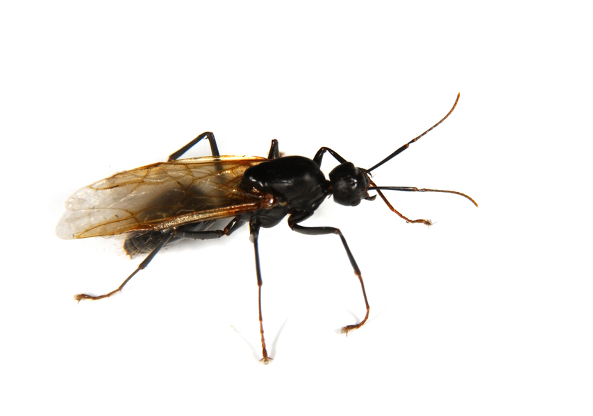 Camponotus3513