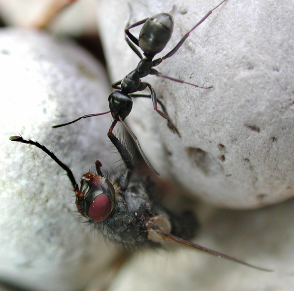 Stomoxys calcitrans