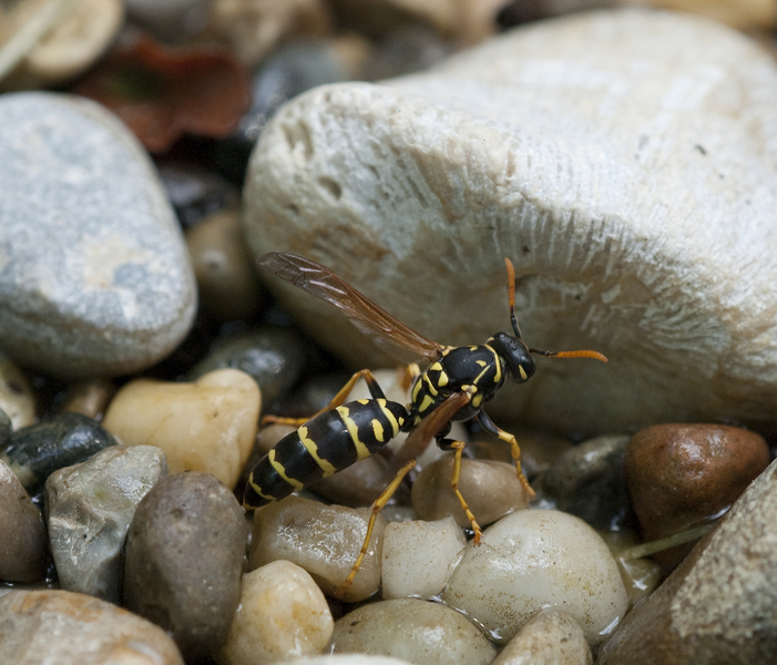 Polistes dominula