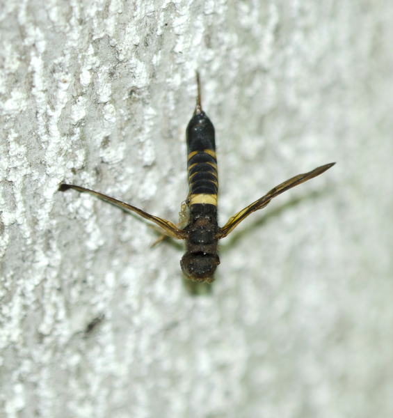 Hymenoptera