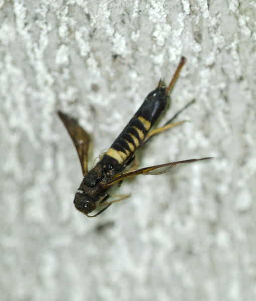 Tremex columba