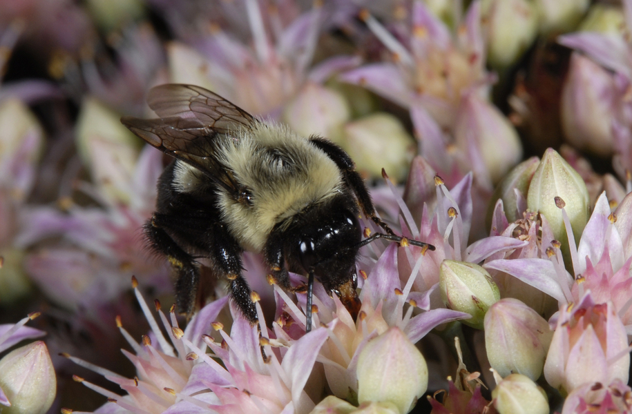 Hymenoptera