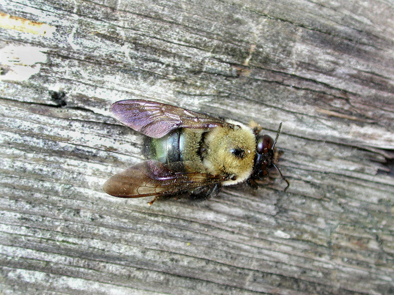 Xylocopa