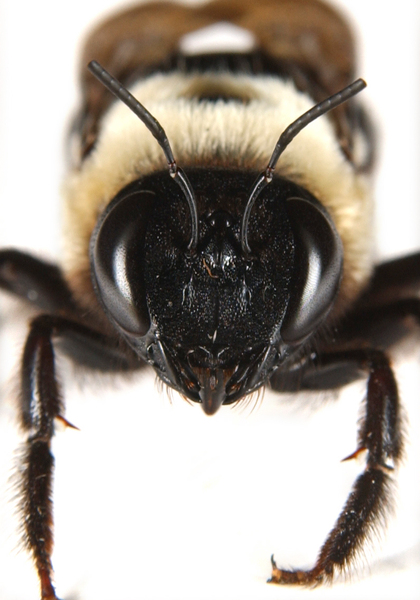 carpenterbee3197