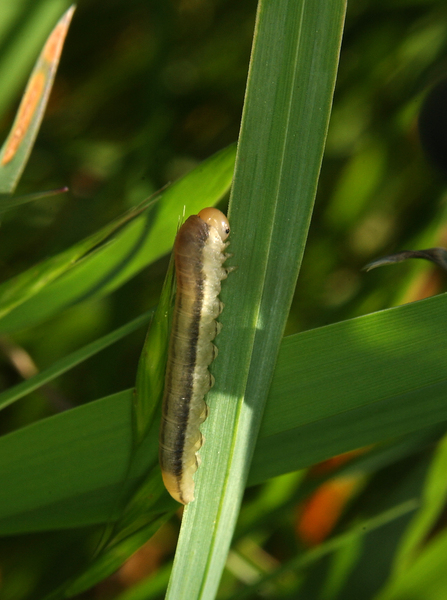 Eumetazoa