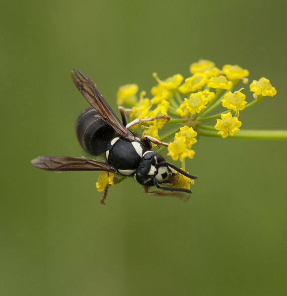 Dolichovespula adulterina