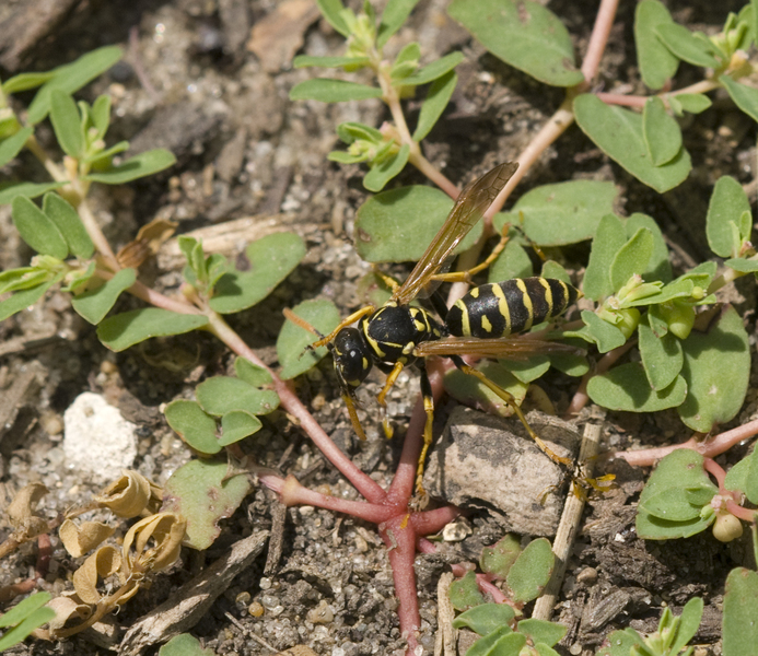 Polistes dominula