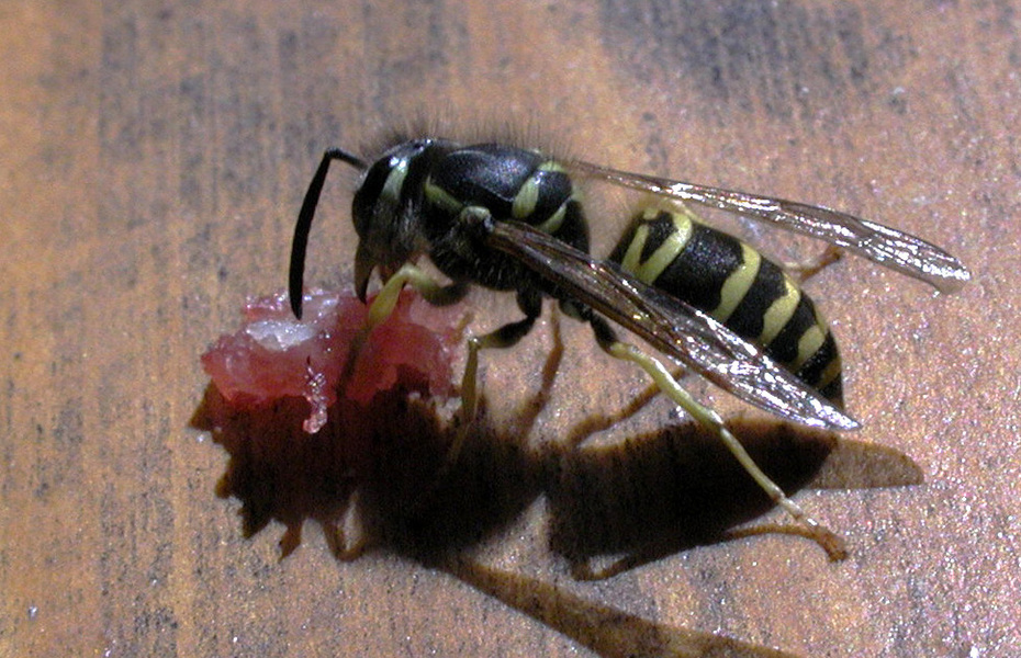 Vespula