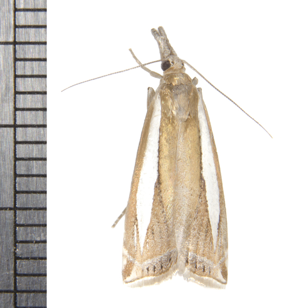 Crambus praefectellus