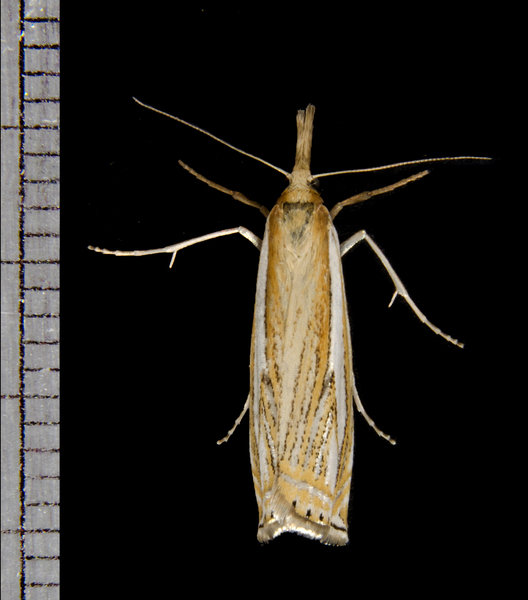 Crambus