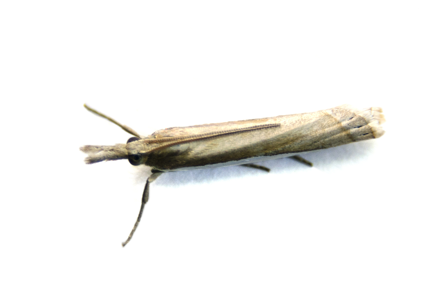 Crambus4727