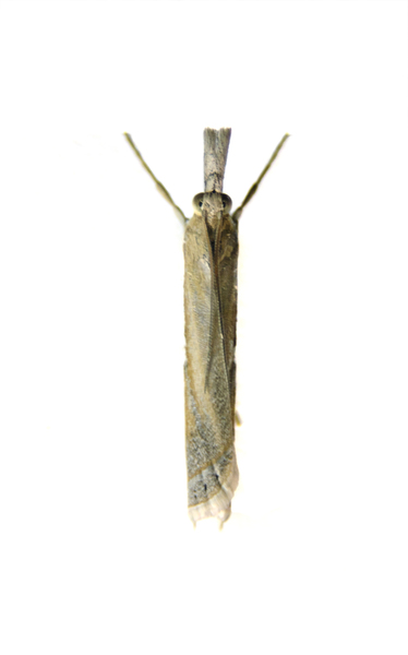 Crambus4731