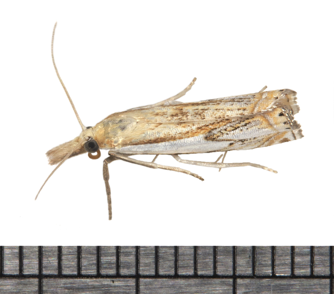 Crambus5796