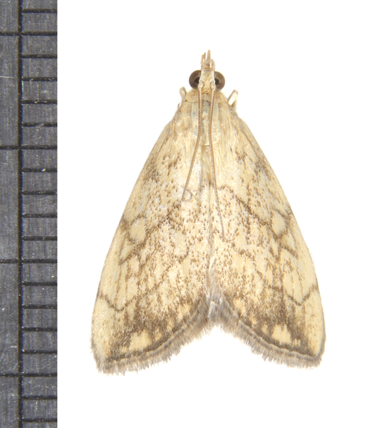 Evergestis pallidata