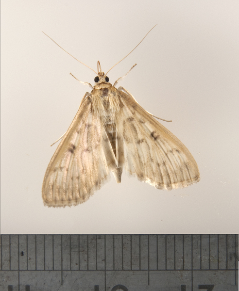 Herpetogramma abdominalis