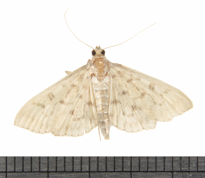 Herpetogramma7200