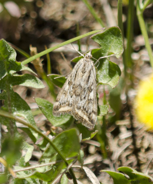 Lepidoptera