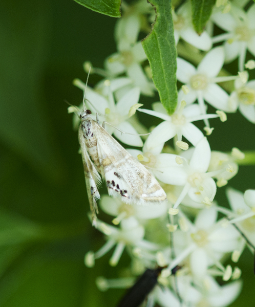 Lepidoptera